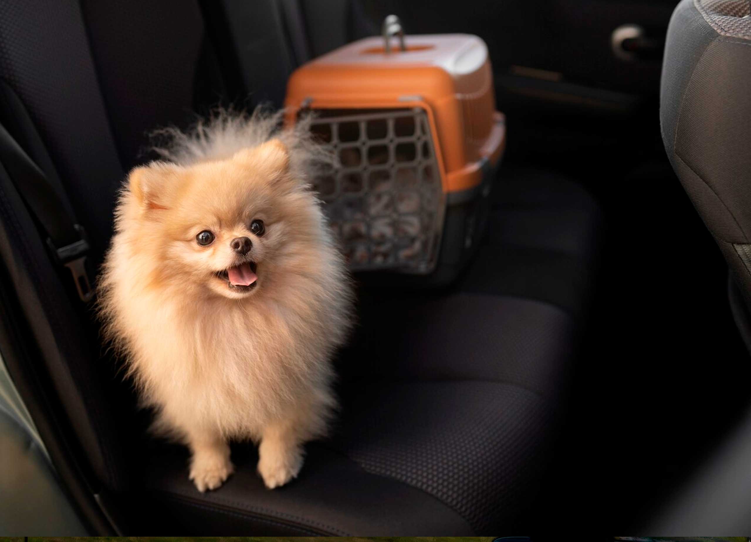 Consejos para viajar con tu mascota de manera segura y cómoda.